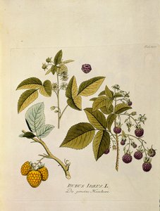 Botanique : Framboisier (Rubus idaeus) Planche tirée de « Medicinalium secundum Linnaei digestarum » par Joseph Jacobi Plenck (1735-1807) 1788-1803 Collection privée