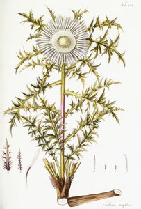 Carlina Simplex - Austrian School