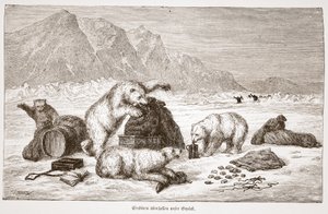 Les ours polaires attaquent nos bagages, pub. Vienne 1876 (gravure) - Austrian School