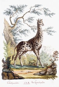 Girafe, 1794 - Austrian School