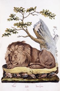 Lion, 1794