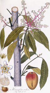 Mangifera indica
