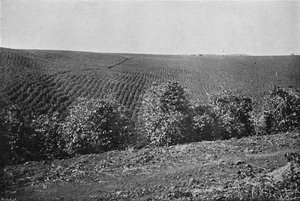 Plantation de café formée, Plantation de café, 1895