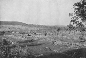 Plantacao de Cafe novo, 1895 - Axel Frick