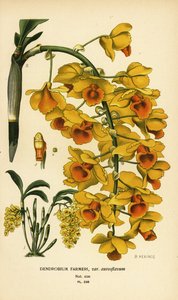 Orchidée shi hu shu, Dendrobium farmeri var. aureoflavum. Chromolithographie d