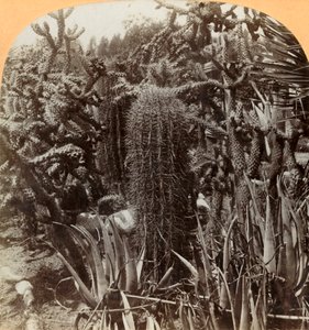 Jardin de cactus, Cragin Place, Lake Worth, Floride, vers 1900