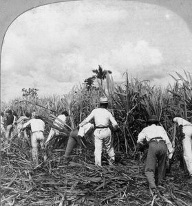 Récolte de la canne à sucre, Rio Pedro, Porto Rico