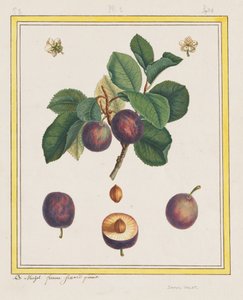 Prune de Damas - B. Michel