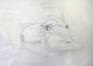 Ornithorynque