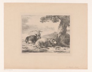 Bouc et mouton - Balthasar Paul Ommeganck