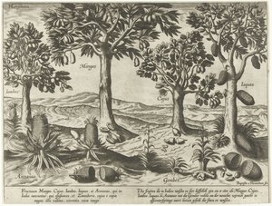 Arbres fruitiers et arbustes des Indes orientales - Baptista van Doetechum