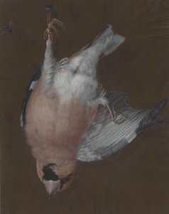 Un roselin à poitrine rose suspendu à un clou - Barbara Dietzsch