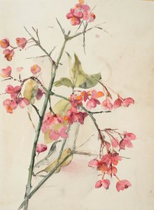 Fleurs roses - Barbara Leigh Smith Bodichon