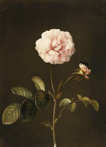 Une rose gallica avec un bourdon