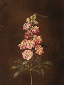 Un stock rose avec une libellule