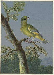 Verdier