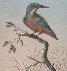 Martin-pêcheur