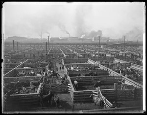 Parcs à bestiaux aux Union Stock Yards, Chicago, Illinois, USA, c.1900