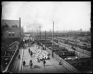 Union Stock Yards, Chicago, Illinois, USA, vers 1910 (photo n/b)