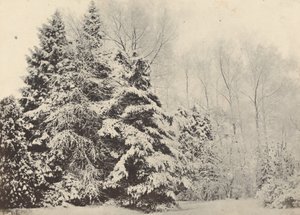 Paysage de sapins sous la neige
