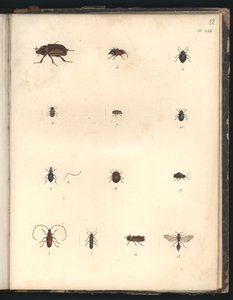 Coléoptères et guêpes, Pl.XXII, illustration de 