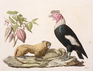 Singe lion et condor, natifs du Chili ou de l