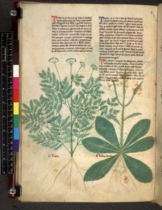 Egerton 747 f.101v Tractatus de Herbis, vers 1280-1310