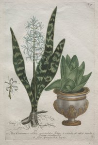 Aloès