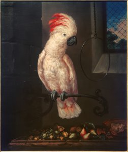 Perroquet blanc