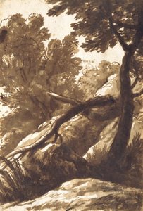 Paysage boisé