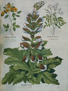 Une feuille du 