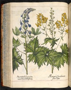 Aconitum lycoctonum (Aconit tue-loup) de Hortus Eystettensis, Basilius Besler