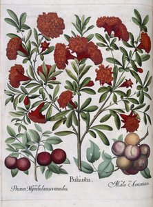 Fruit, de 