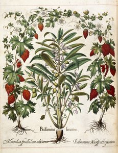 Plantes fruitières, de 