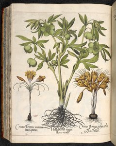 Helleborus niger, Crocus vernus, de Hortus Eystettensis, par Basilius Besler