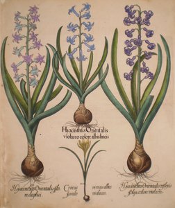 Hyacinthus orientalis floreduplici-Hyacinthus orientalis violaceo albislienis-Crocus vernus albus fundo violaceo-Hyacinthus orientalis reflexis folys colore violaceo - Basilius Besler