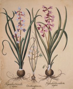 Hyacinthus orientalis mixtus-Ornithogalum minus-Hyacinthus orientalis veriegatus - Basilius Besler