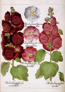 Malva Hortensis, de 
