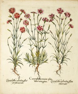 Variétés de Caryophyllus Sylvestris publiées dans Hortus Eystettensis, 1613