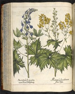 Aconit, illustration de 