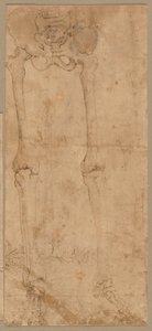 Moitié inférieure du squelette de face, début des années 1540