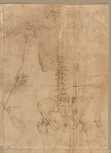 Moitié supérieure du squelette de dos, début des années 1540