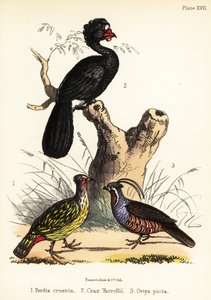 Faisan sanguin, hocco à caroncules et colin de montagne. 1855 (lithographie) - Bauerrichter