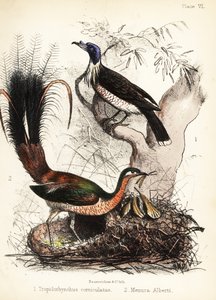 Friarbird et oiseau-lyre. 1855 (lithographie) - Bauerrichter