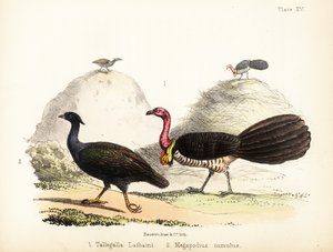 Gweela et talégalle à pieds orange