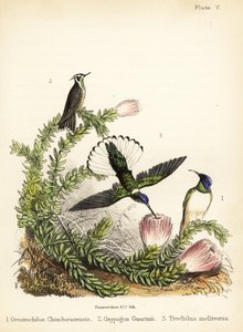 Espèces de colibris. 1855 (lithographie)