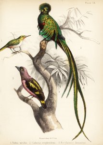 Todier de Jamaïque, quetzal resplendissant et eurylaime à bandes - Bauerrichter