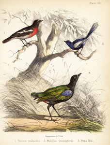 Rouge-gorge du Pacifique, mérion leucoptère et pitta arc-en-ciel. 1855 (lithographie) - Bauerrichter