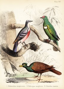Pigeon à dents, colombe à collier blanc et pigeon saignant de Luzon