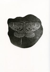Papillon de nuit, 2016